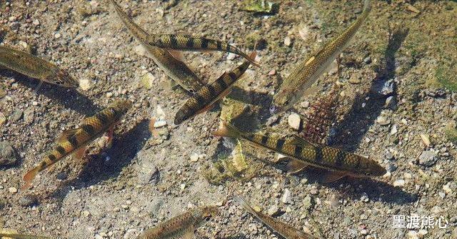 []干挖一个湖泊，为何几年后能“自动生新鱼”原来是有科学依据的