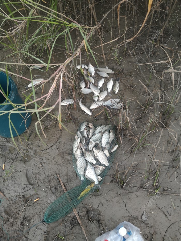 鲫鱼|许久不见，甚是想念