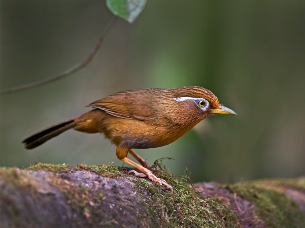 鸟儿不换毛，我教你几招