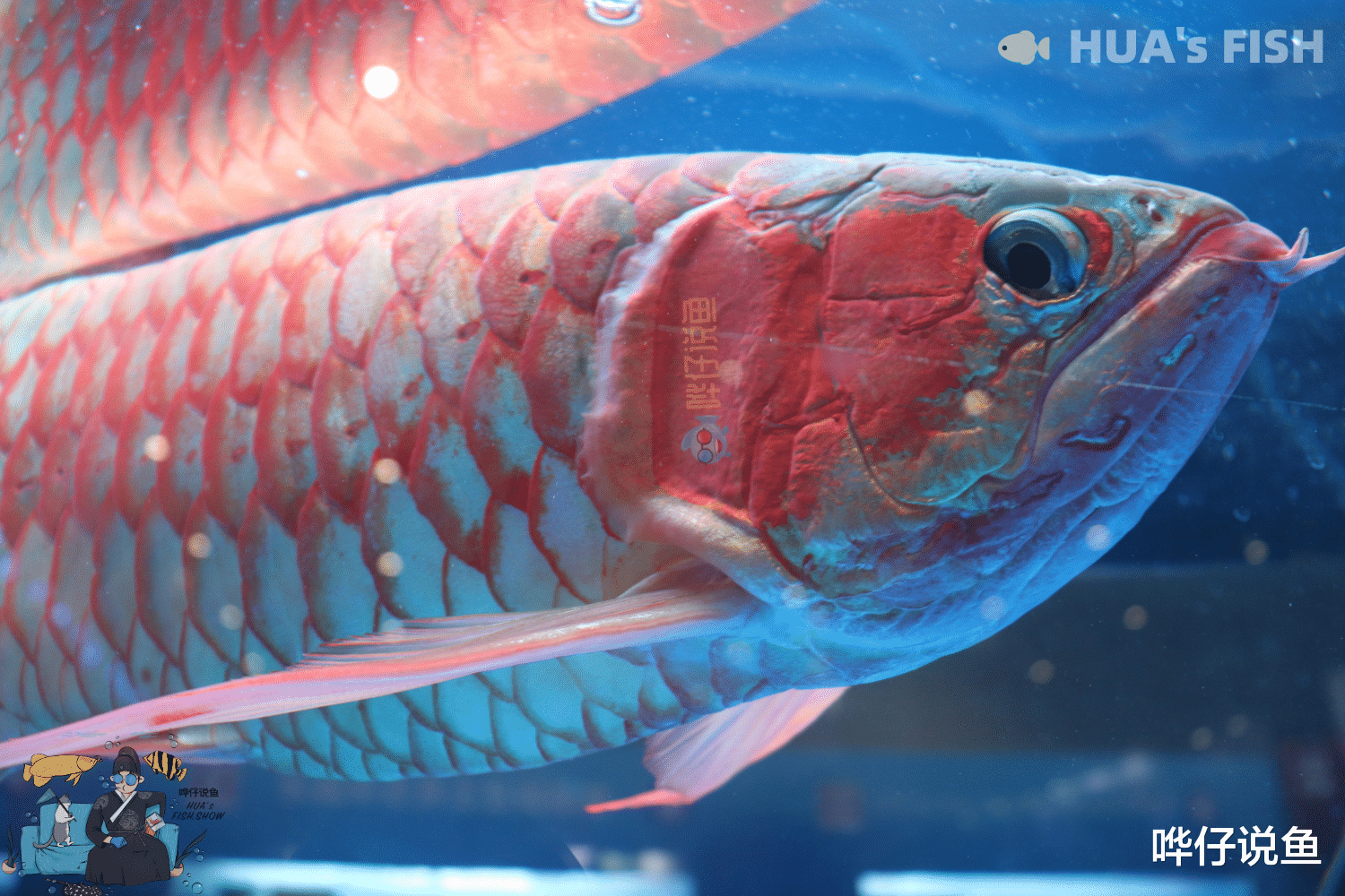 光合细菌不是硝化细菌，别再鱼缸里乱用