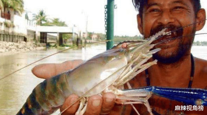 |湄公河大虾个个都有1米长，越南人满脸问号：中国吃货咋就不吃了