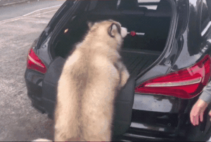 超胖狗狗爬不上车，主人过去帮一把：可累死我了