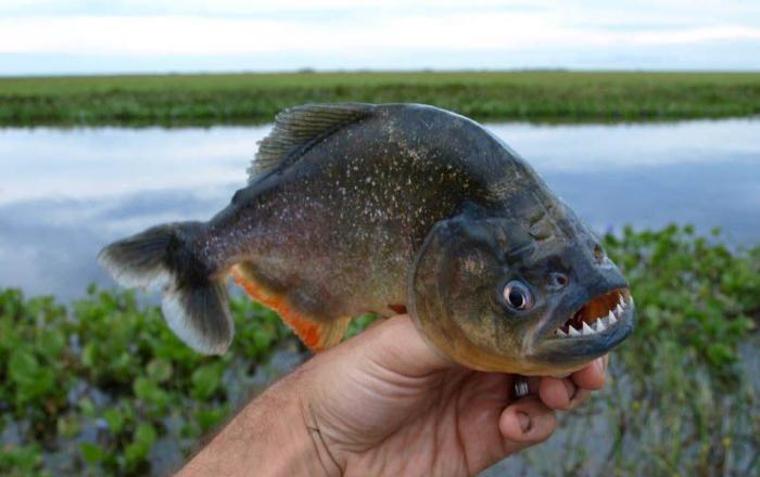 |四种世界上最恐怖的动物，巨型蚂蝗一口能吸人半身血