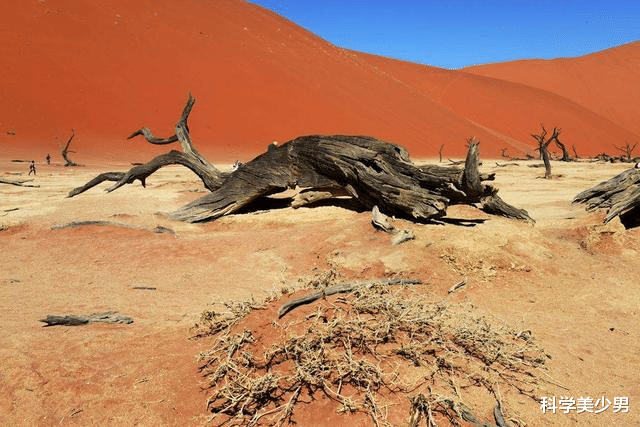科学家|仅剩38条的沙漠鱼，生存堪忧，为何不将它们转移出沙漠？