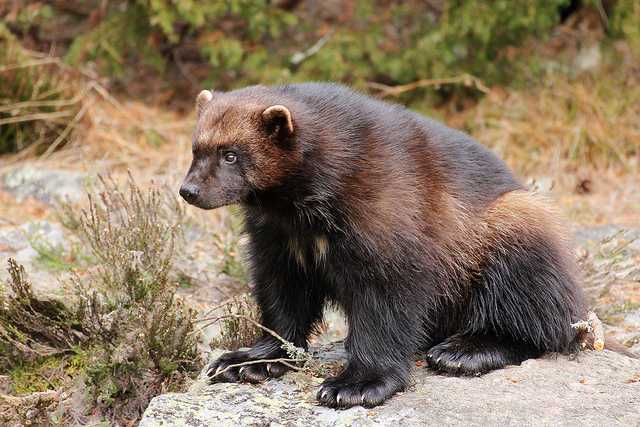 食蚁兽■世界上10大最臭动物排名,这些动物你见过几个