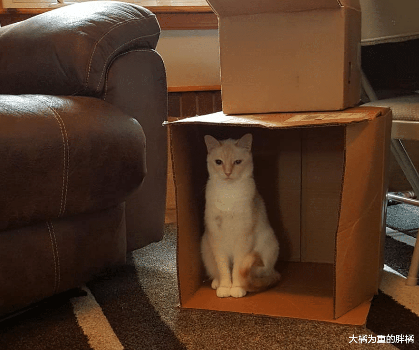 女子救下小猫却不想养，临走时说了一句玩笑话，1个月后还是养了