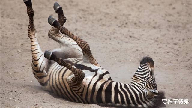 火星|27个冷知识：或许让人感到困惑，但却真实存在着