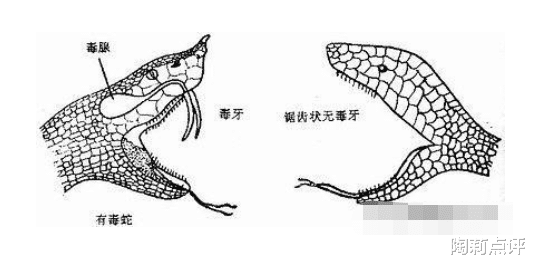毒蛇|有毒蛇和无毒蛇的区别是什么？蛇能缠死人吗？
