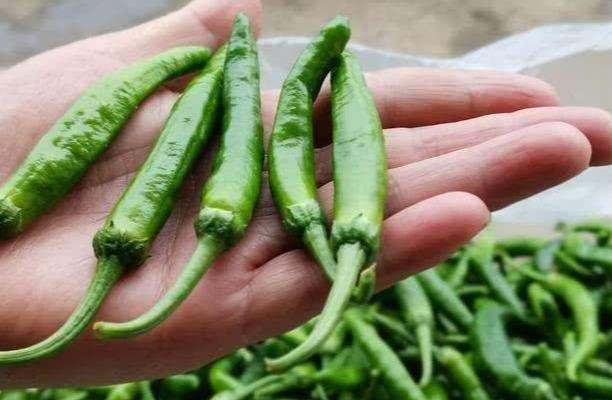 『』最金贵的辣椒，一亩地只产7两，一斤价钱高达300元