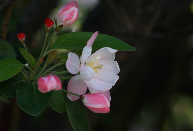 「运势」7月份期间,月老伴左右,姻缘运势好,获得幸福恋情的四大生肖