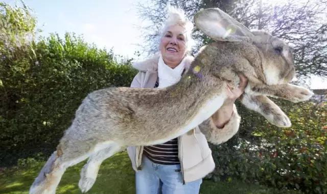 帝王蟹@世界上最恐怖的变异生物:第一张就让我跪了!