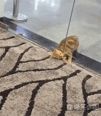 手机壳|小姐姐你这手机壳真白,不是,你这手机壳真大(语无伦次)....