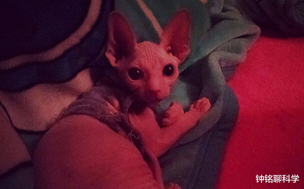 「文物」回交和近亲繁殖一样违反伦理道德,为什么还要让动物回交?