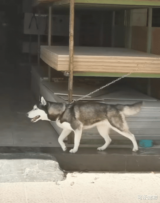 哈士奇街头表演太空步，地砖都盘包浆了，美女出现二哈反应太真实！