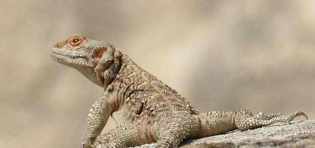 航天@生物学家发现一只蜥蜴，屎量占身体80%，肚子里竟然都是沙子