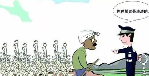 中国法院网|云南曲靖：79岁大爷种罂粟 为治病？法院判决来了