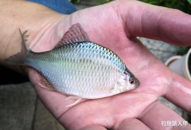 【】钓不到鱼就怪鱼不咬钩？有时候你错怪它了，问题很有可能出在这