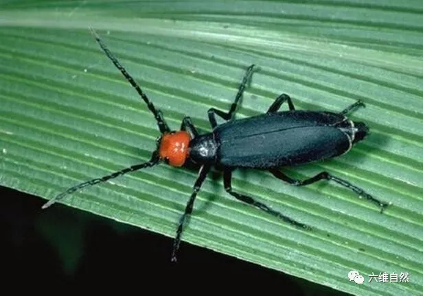 标题党:长得像萤火虫的虫子,是一种可怕害虫,危害植物还具有毒素攻击!