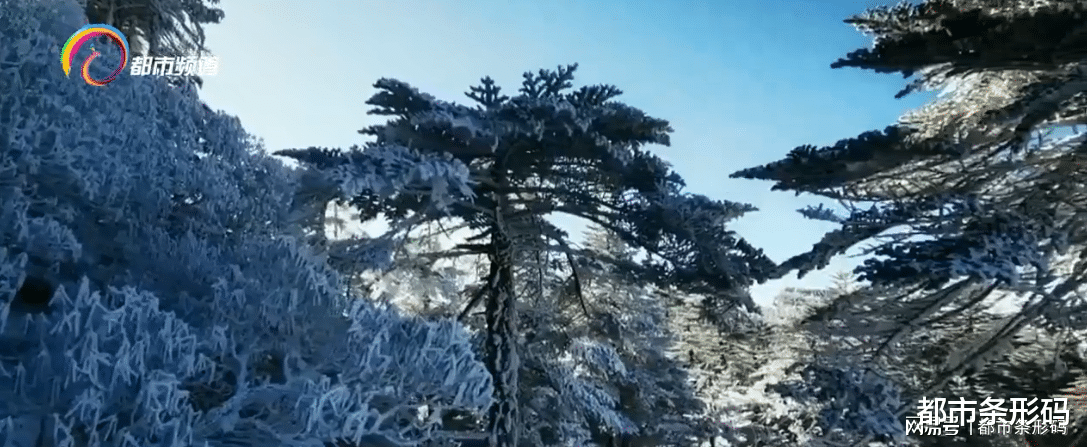 都市条形码 轿子山迎来2021年第二场降雪 雪量不大美成仙境