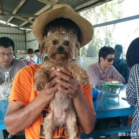 亲生的认证！萌汪长得超像主人的姪子和奶奶，连表情都一样