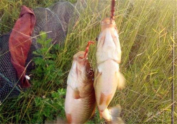 |为什么钓鱼要用蚯蚓?专家给出解释:因为鱼类的有三个特性