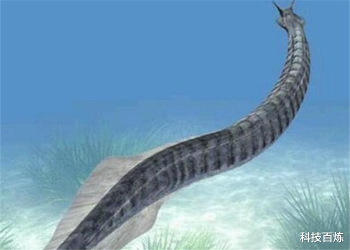 「探测器」科学家猜想：人类的祖先或许不是猴子，可能是从鱼类进化来的！