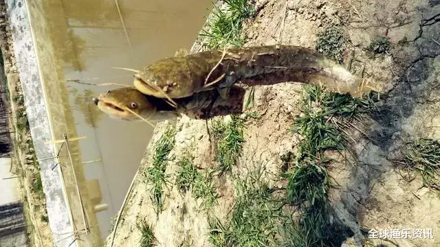 #鲫鱼#钓鱼用上这三招,5分钟上鱼,鲫鱼都抢着上钩