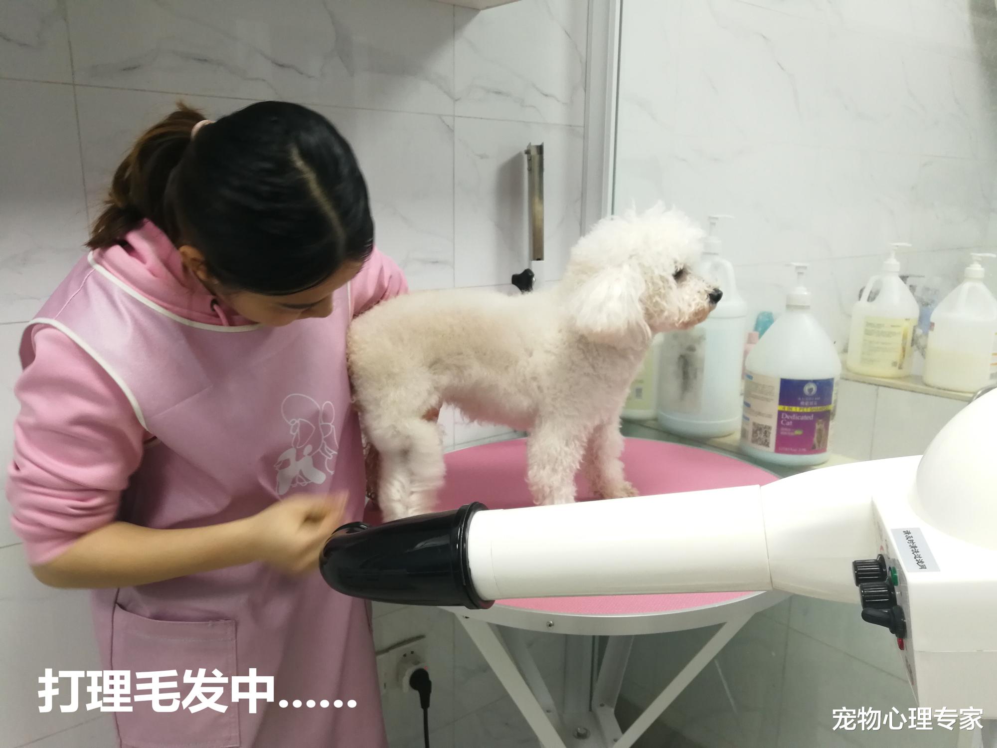 宠物烘干神器频出，实际效果真有那么好用？拔草测评你可以看一下