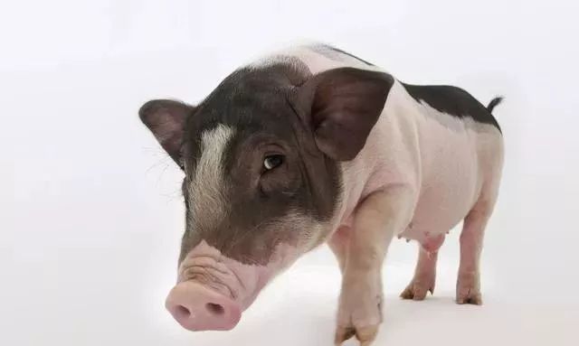 『白羊座』属猪人世事难料！3月下旬步入人生上上签，喜迎“大喜事”