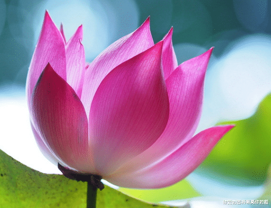 射手座|7月26号开始，4属相运势上涨，财神降临，事业升迁，日子越来越好