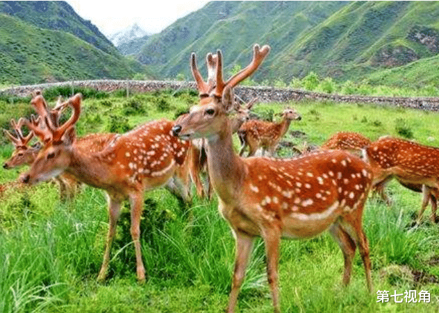 |麒麟真的存在吗？那张黑白的麒麟照片是谁拍的？