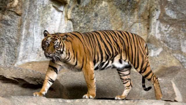 「老虎」老虎凭什么可以成为百兽之王？剃完毛后才知道