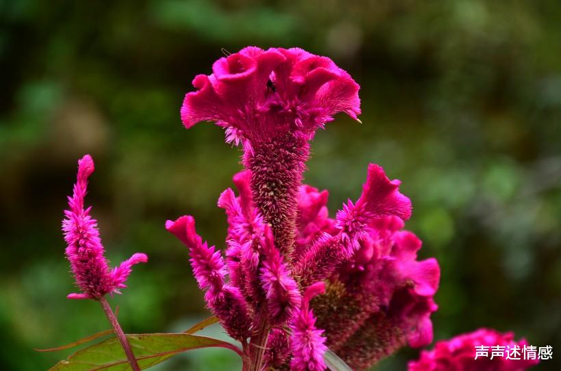 『生肖』未来3个月，桃花运旺到爆，积极抓住机会，获得美好姻缘的4大生肖