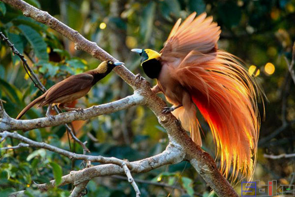 金刚鹦鹉|Sbike动植物百科：世界十大最美丽的鸟类，都是大自然中的精灵！