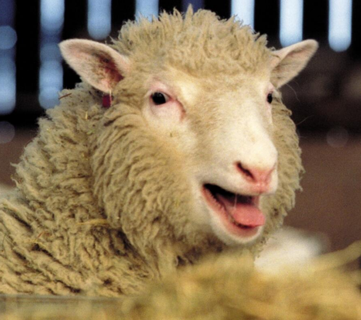 #科学家#23年前出现了克隆羊，那为何不克隆人？看看克隆羊的下场就知道了