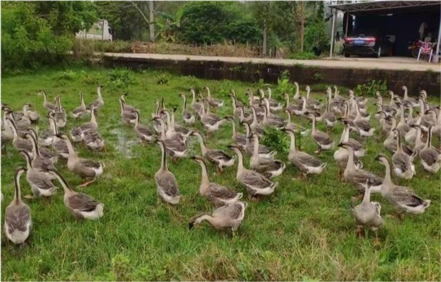 果然悠|农民不想打工了，在农村干点啥能混得不错？老农给了3个建议