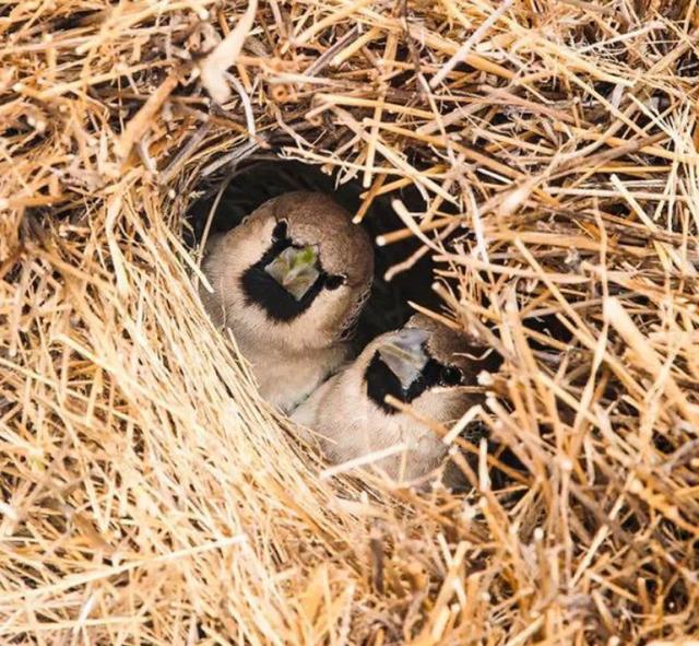 |世界上最大的鸟窝，为何无人敢掏？当地人：掏了可能出人命