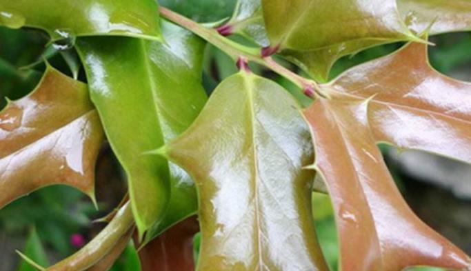 #中药#这树叶,也是一味中药,泡茶代饮,抗菌消炎、祛风湿