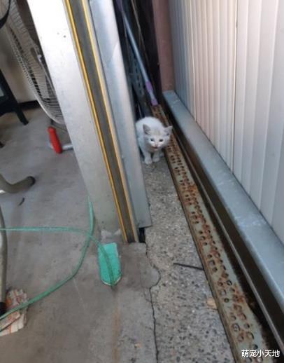 才说想养猫！隔几天就捡到异瞳馒头猫，打针超乖根本天使