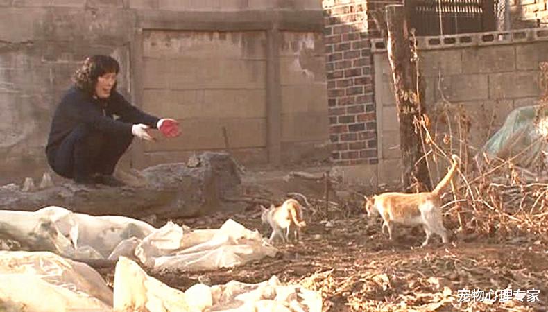 女子收养流浪猫，竟受到猫咪的报恩，看到叼的东西忍不住感动了