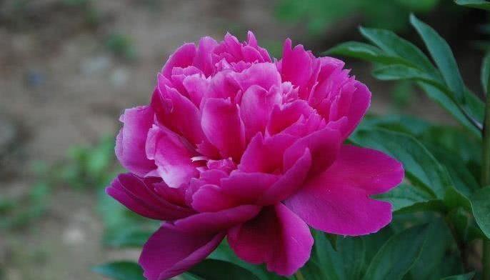 运势|9月贵人齐临家门，运势天天攀升，成功逆袭的四大生肖