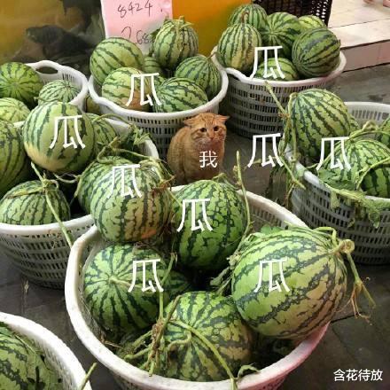 任豪|新时间管理大师，YP被多人石锤，道歉同时上星耀，罗：比我强！