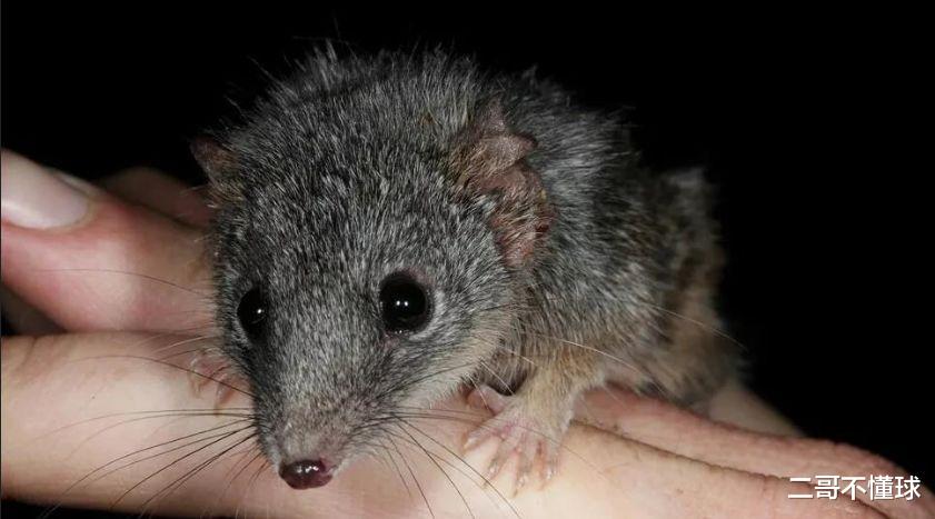 响尾蛇|地球上的动物交配时间最长会持续多久?8小时?14小时?一天?