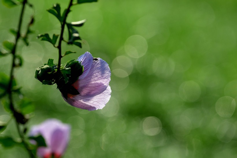 生肖@本周过后，最旺桃花运，姻缘好感情顺，相亲相爱的四大生肖