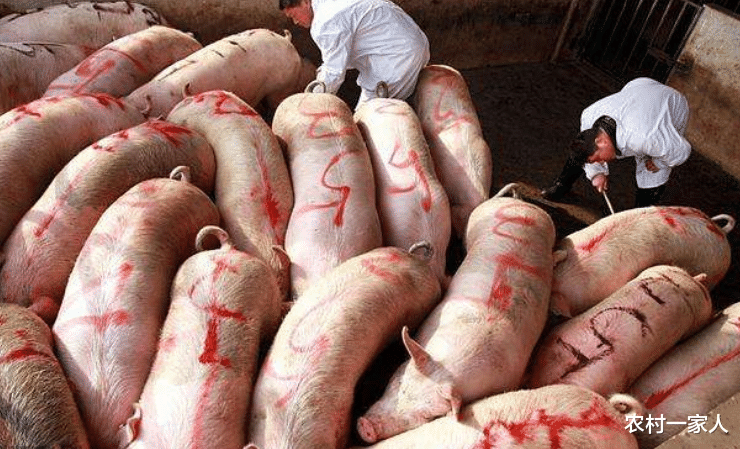 『生猪价格』5月26日猪价:新一轮下跌来袭,猪价要“凉了”?还有1个坏消息