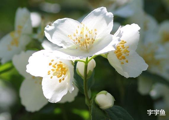 运势|9月下旬，吉星照耀，4属相运势红火，求财顺利，事业一帆风顺