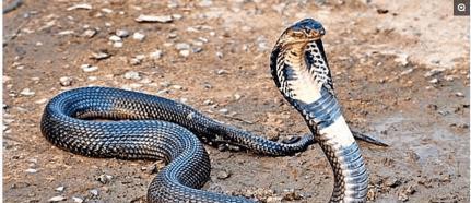 眼镜王蛇|“过山峰”在我国主要分布在哪些地方?