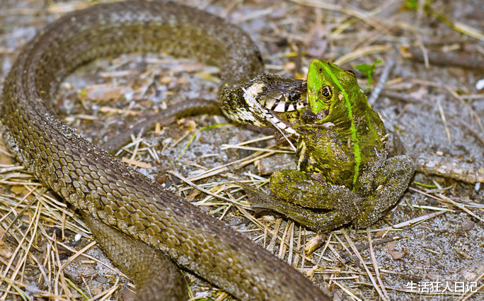 「」为什么打蛇不打头，不够安全吗？?打蛇要打七寸，直击其要害之处