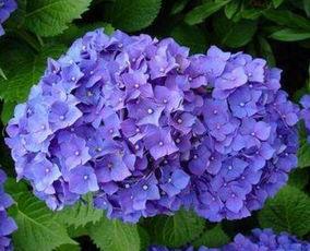 养猫了，家里的这些花要慎重了