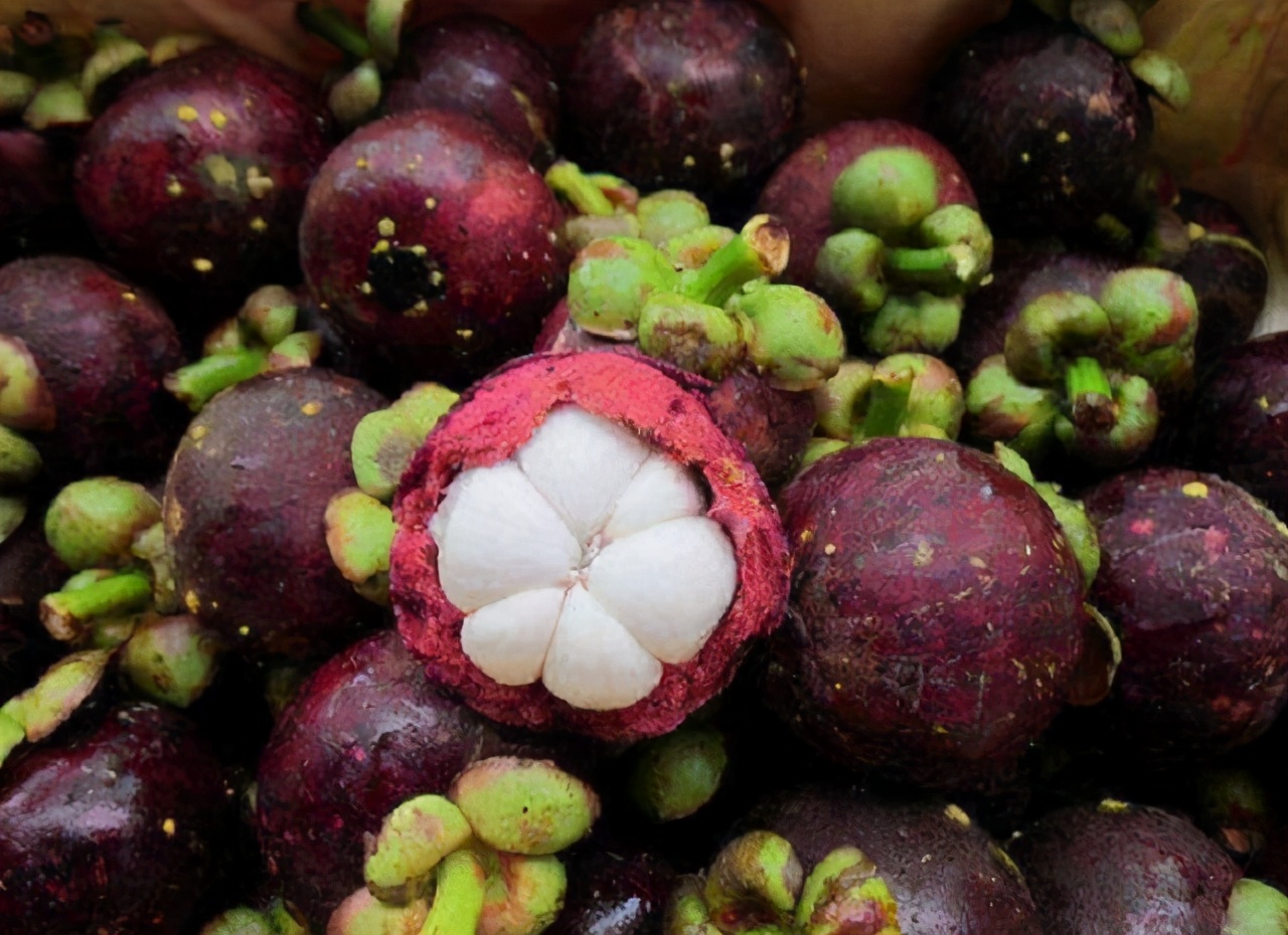 山竹|为啥山竹属于贵族水果，原来采摘时这么麻烦，难怪是“水果皇后”
